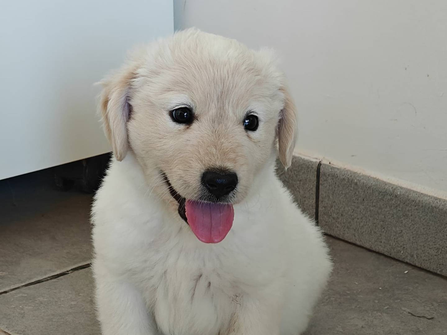 Adozione cane, femmina, Golden Retriever Pastore maremmano, 3 mesi, taglia media, Udine
