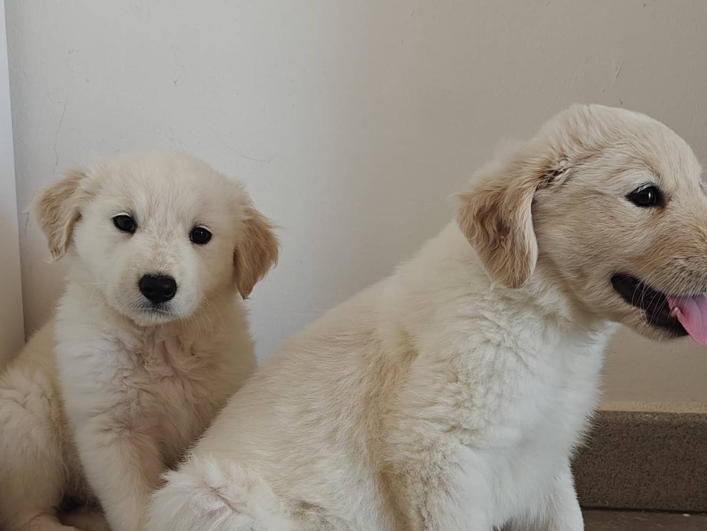 Adotta un cane, femmina, 3 mesi, Udine
