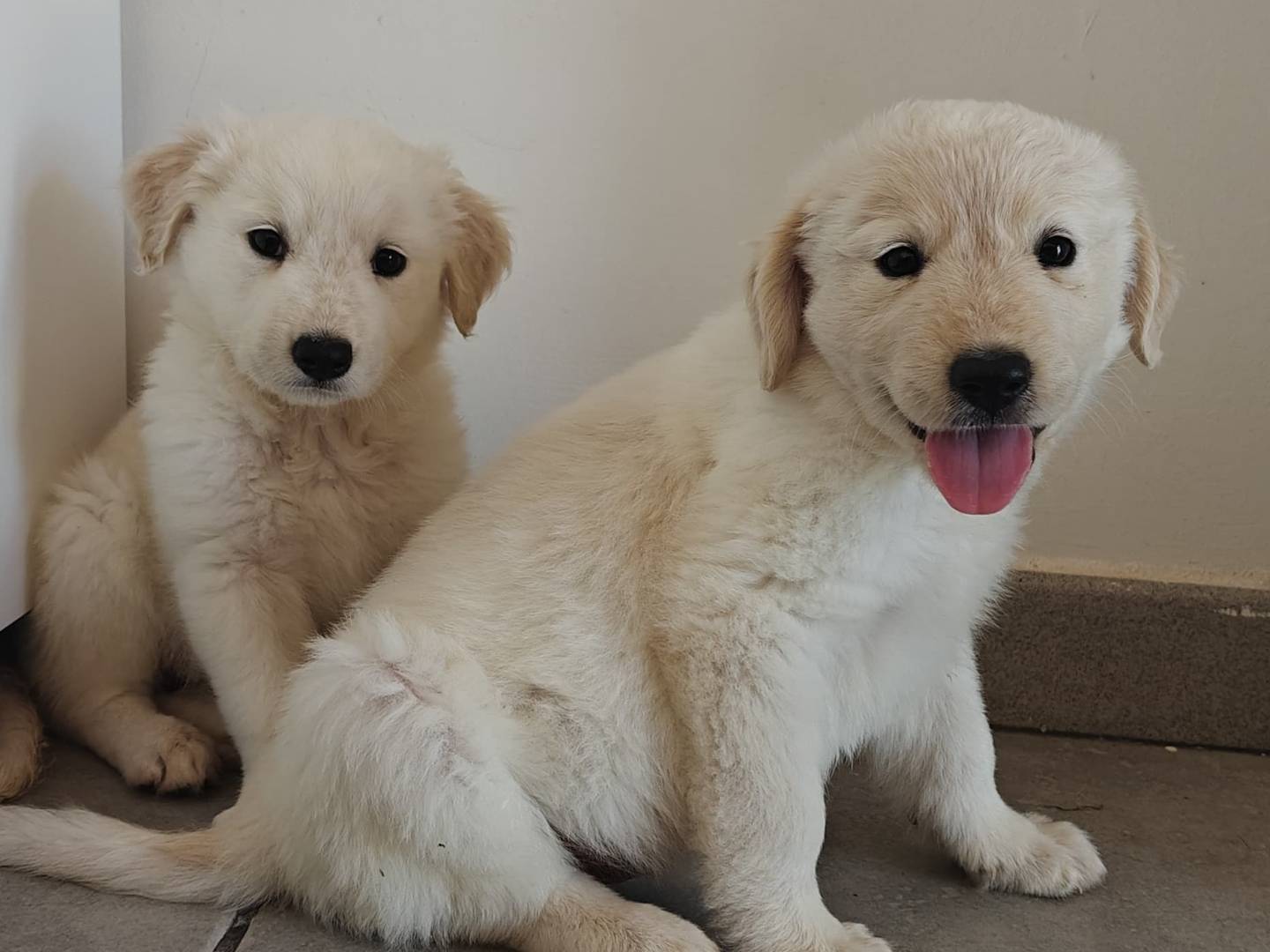 Adotta un cane, taglia media, femmina, Udine