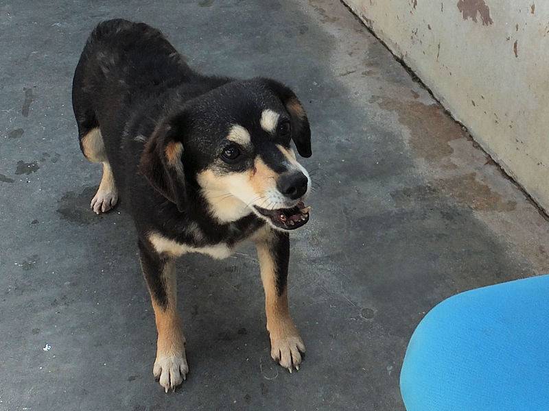 Adotta un cane, femmina, 8 anni e 6 mesi, Frosinone