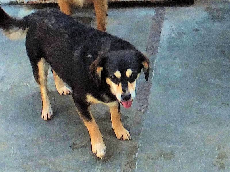 Adotta il cane CRICRI a Frosinone