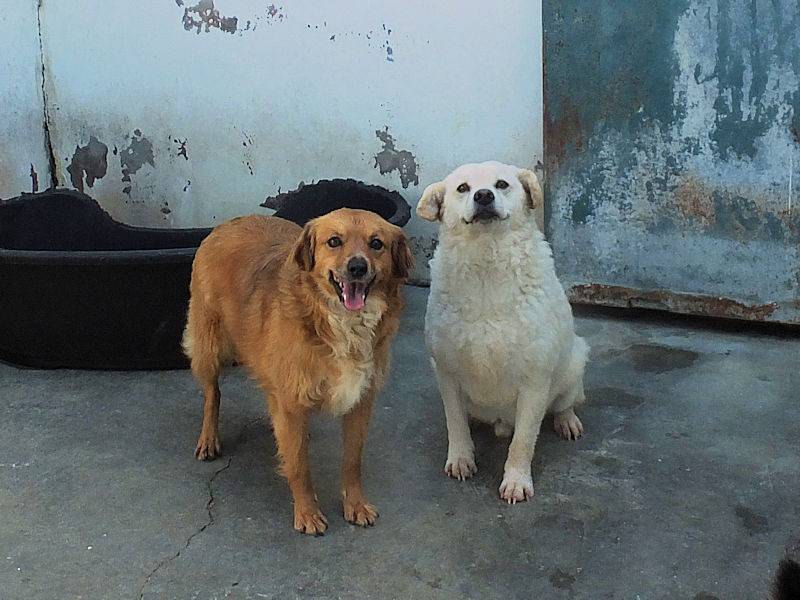 Vuoi adottare un cane a Frosinone?