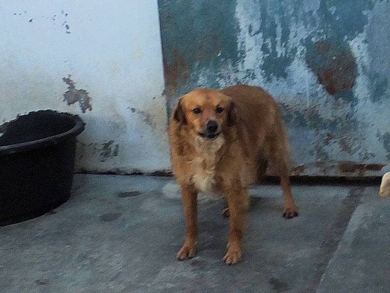 Adotta il cane GINNY a Frosinone