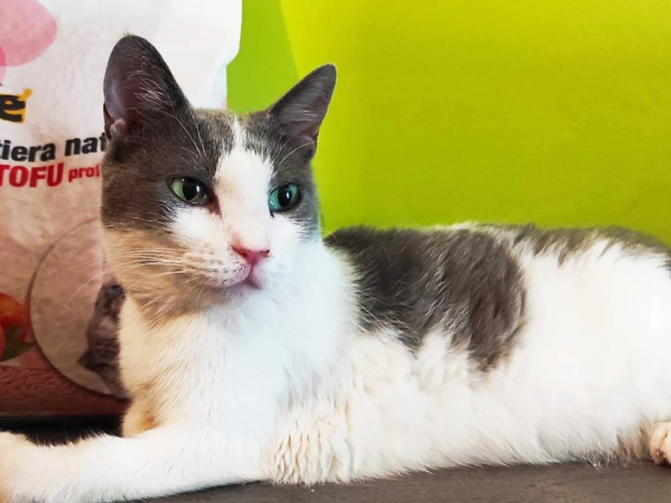 Adozione gatto, femmina, Razza sconosciuta Razza sconosciuta, 5 anni, taglia non valida, Torino