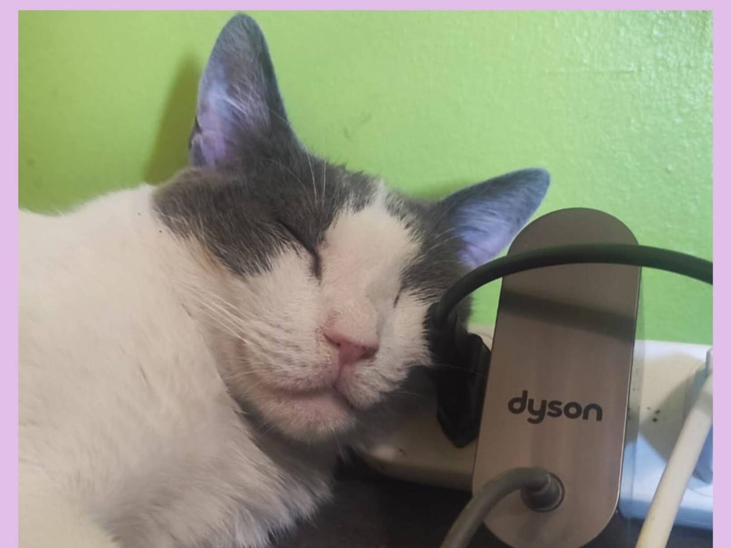 Adotta un gatto, femmina, 5 anni, Torino