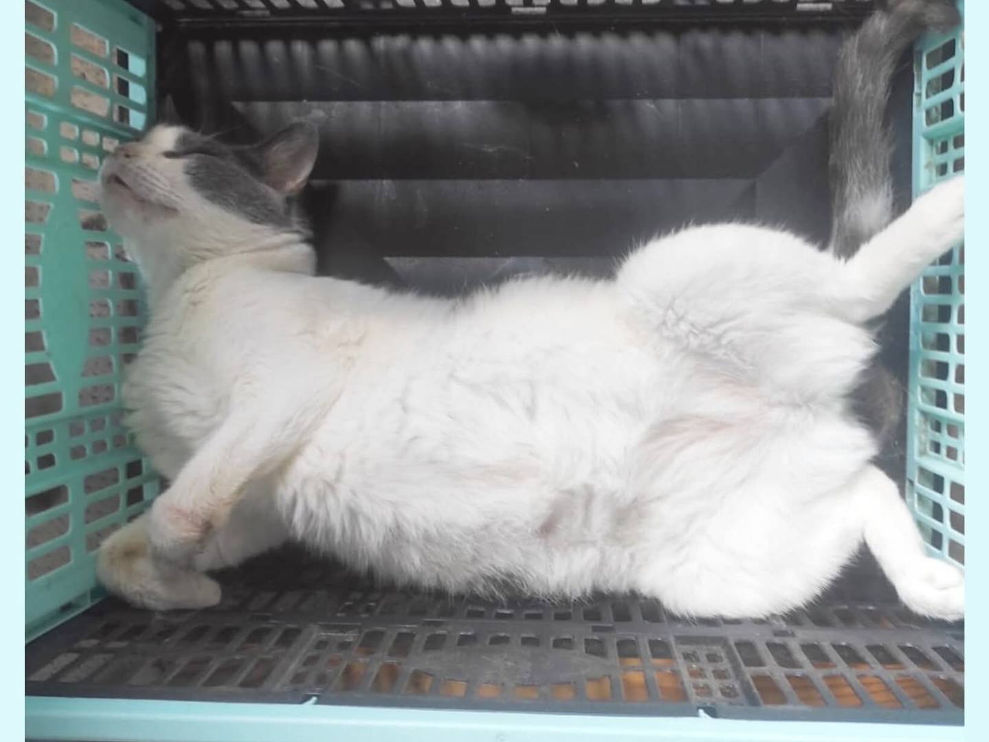 Adotta un gatto, taglia non valida, femmina, Torino