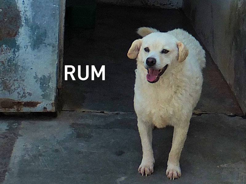 Adozione cane, maschio, Golden Retriever Razza sconosciuta, 3 anni e 6 mesi, taglia media, Frosinone