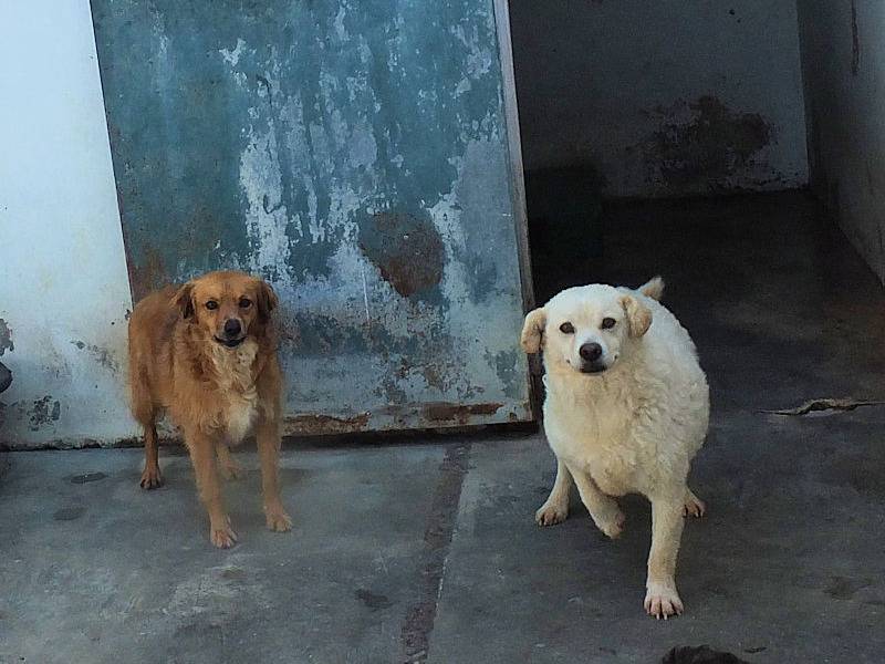 Adotta un cane, taglia media, maschio, Frosinone