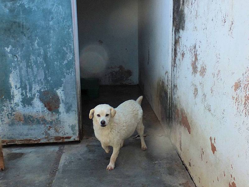 Vuoi adottare un cane a Frosinone?