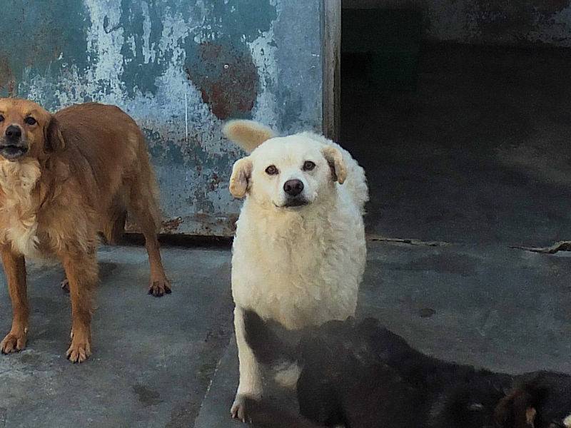 Adotta il cane RUM a Frosinone