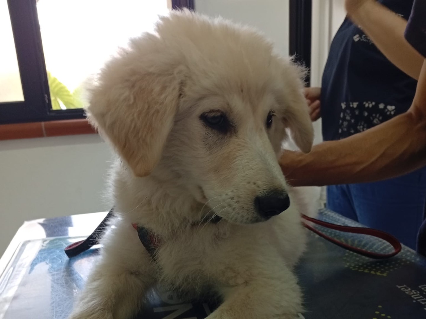 Vuoi adottare un cane a Crotone?