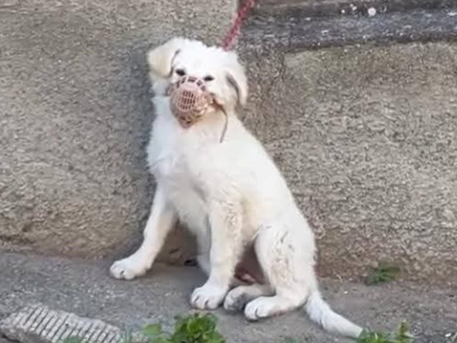 Adotta il cane GINEVRA  a Crotone