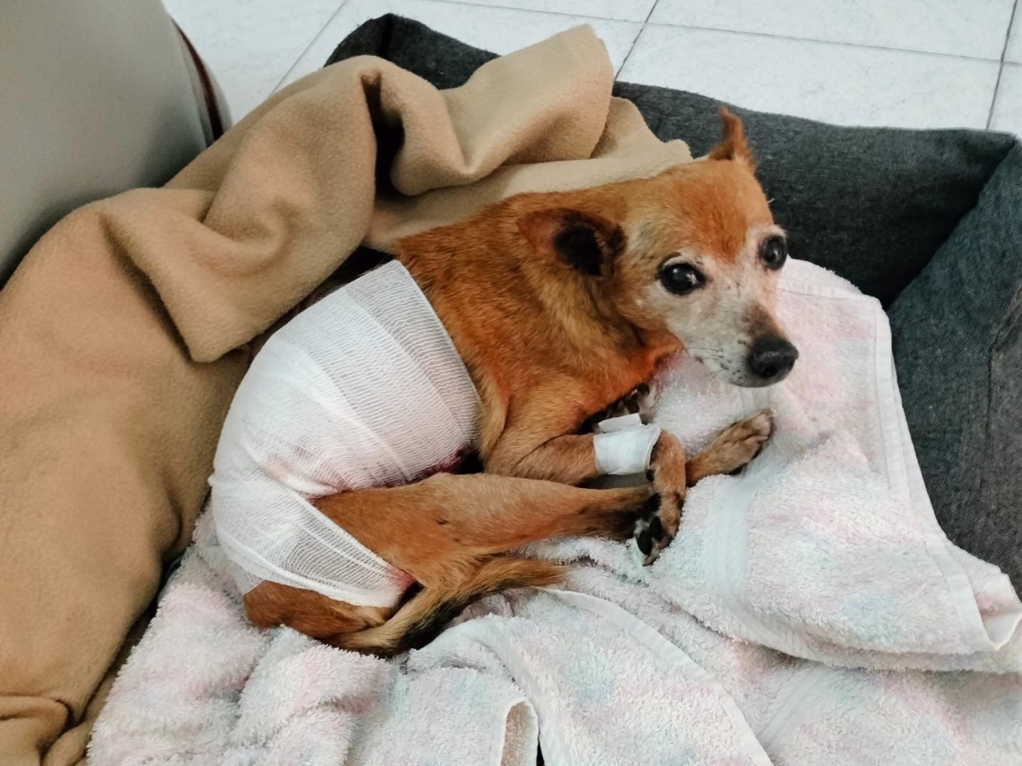 Adozione cane, femmina, Razza sconosciuta Razza sconosciuta, 14 anni e 4 mesi, taglia piccola, Crotone