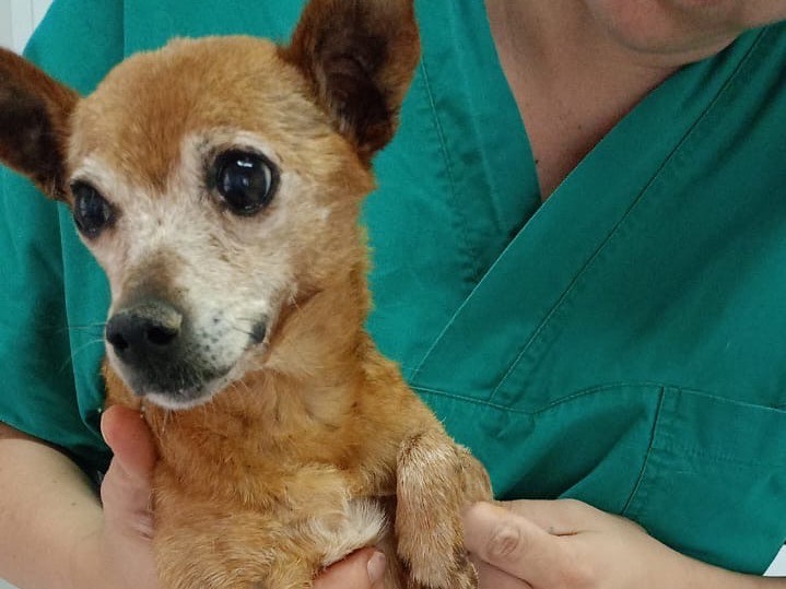 Adotta un cane, femmina, 14 anni e 4 mesi, Crotone