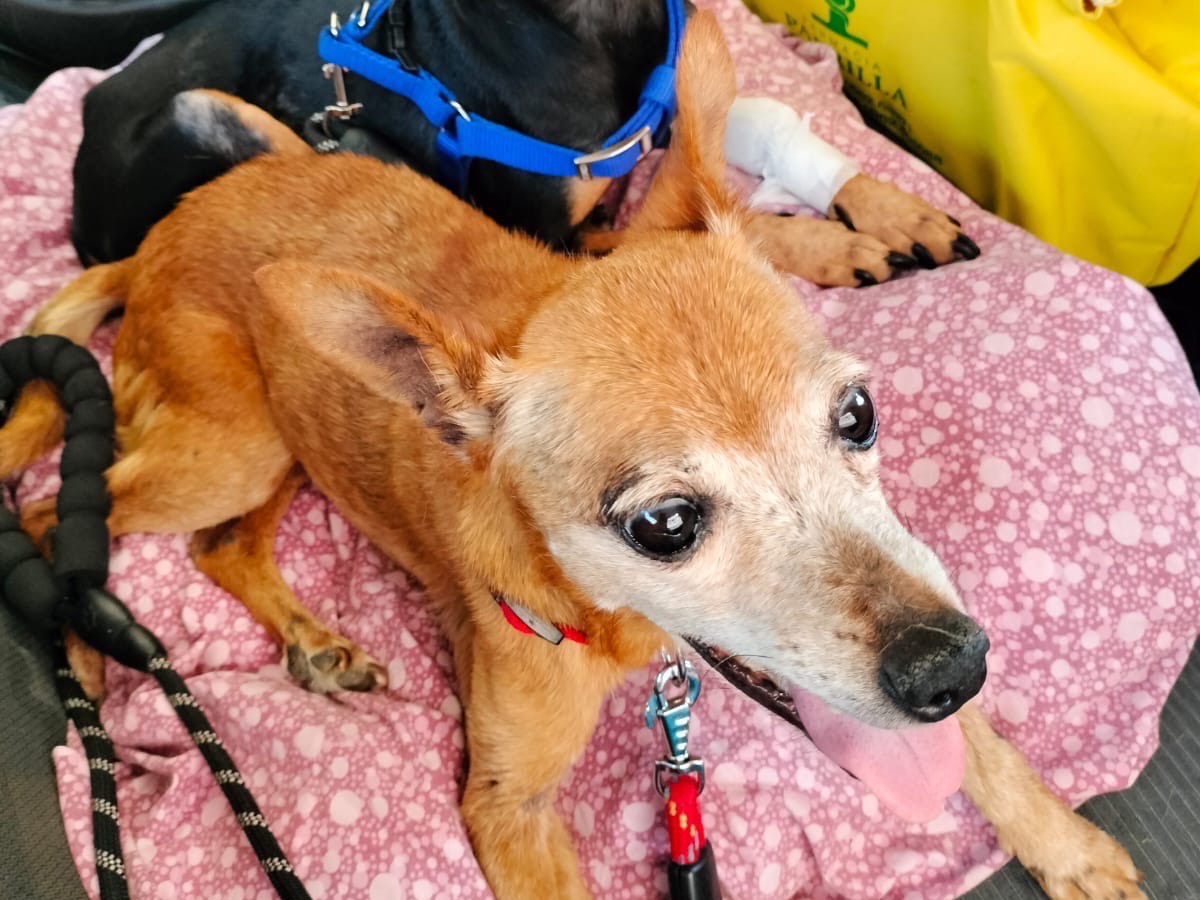 Adotta un cane, taglia piccola, femmina, Crotone