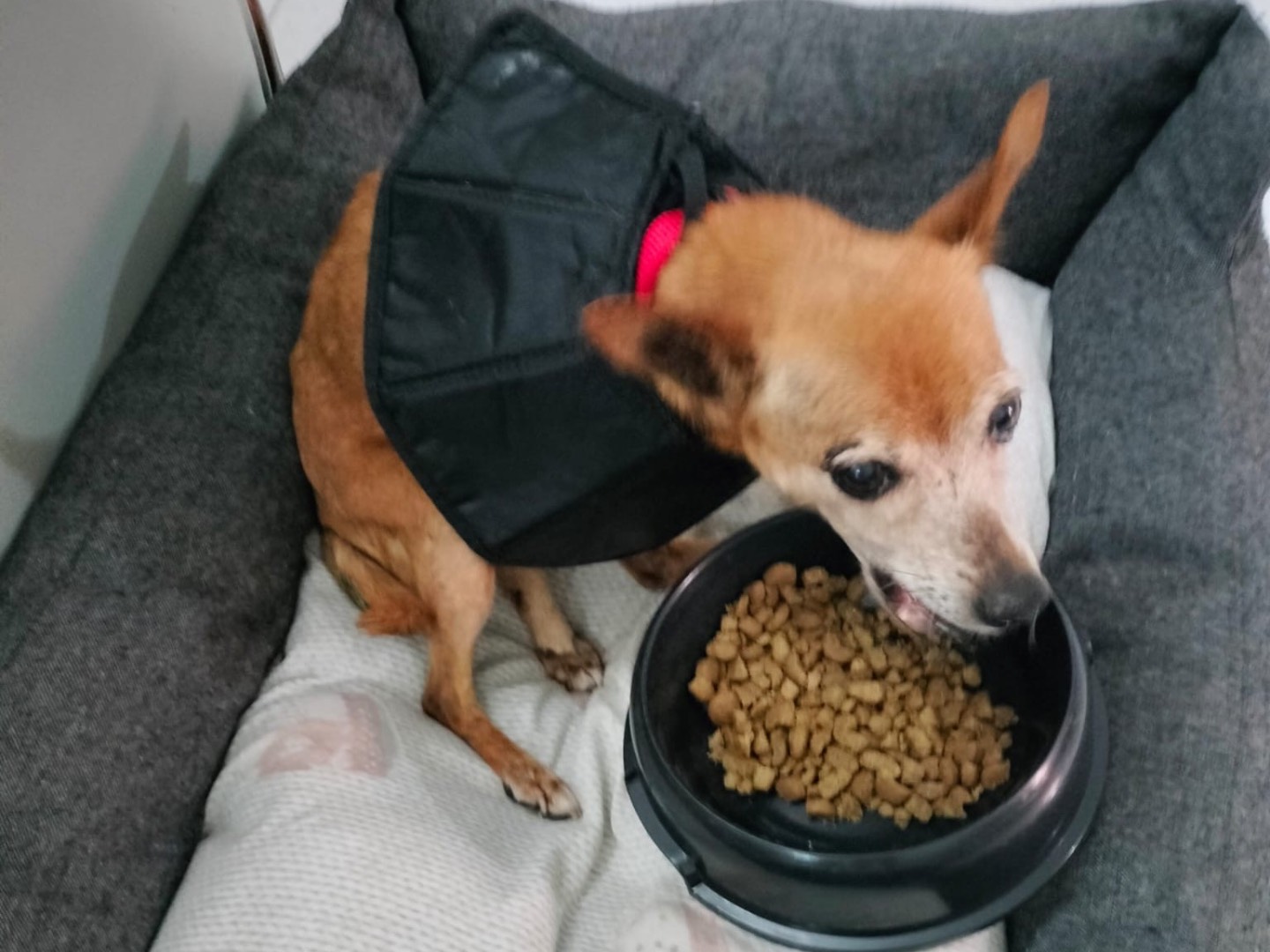 Vuoi adottare un cane a Crotone?