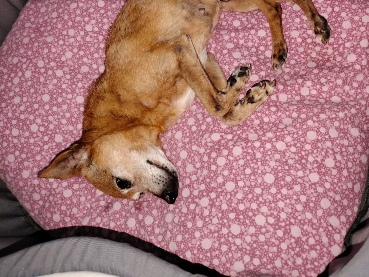 Adotta il cane BELLA a Crotone