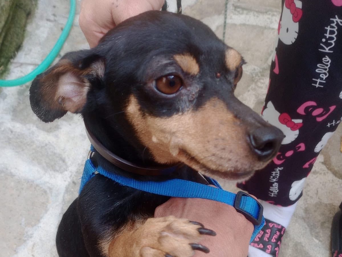 Adozione cane, maschio, Pinscher Razza sconosciuta, 8 anni e 4 mesi, taglia piccola, Crotone