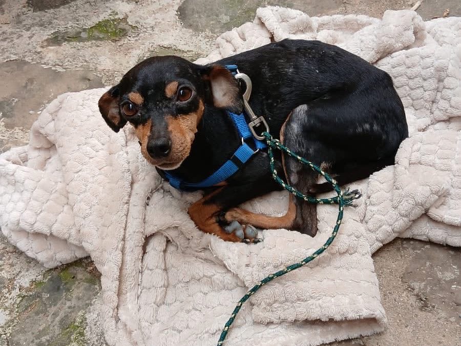 Adotta un cane, maschio, 8 anni e 4 mesi, Crotone