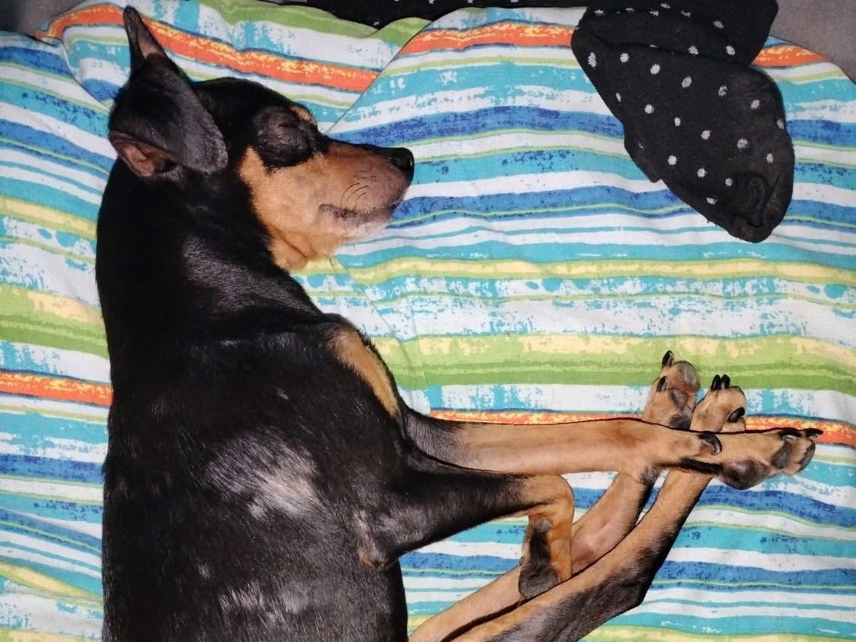 Adotta un cane, taglia piccola, maschio, Crotone
