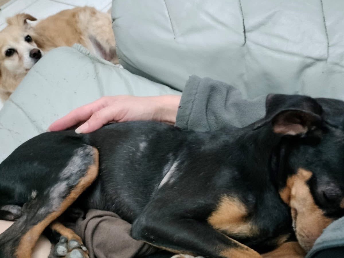 Vuoi adottare un cane a Crotone?