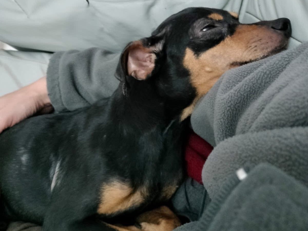 Adotta il cane BOBBY a Crotone