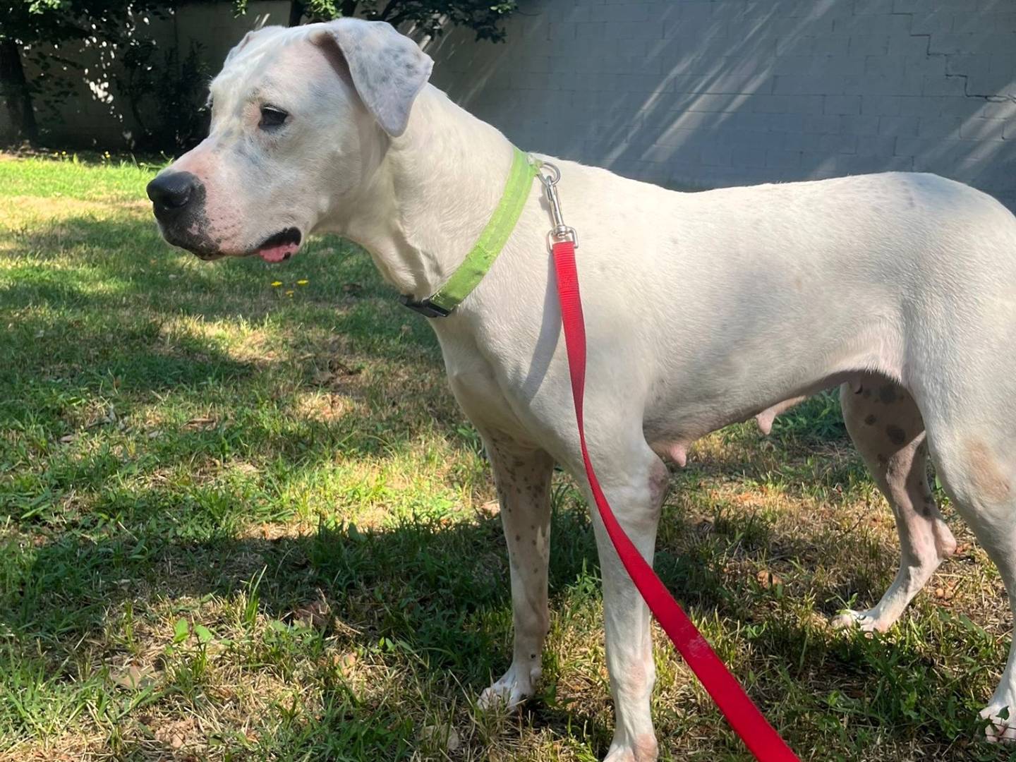 Adozione cane, femmina, Razza sconosciuta Razza sconosciuta, 6 anni e 4 mesi, taglia media, Milano