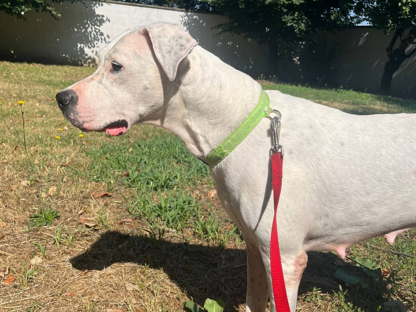 Adotta un cane, femmina, 6 anni e 4 mesi, Milano