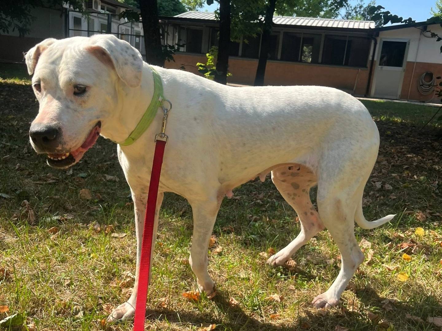 Adotta un cane, taglia media, femmina, Milano