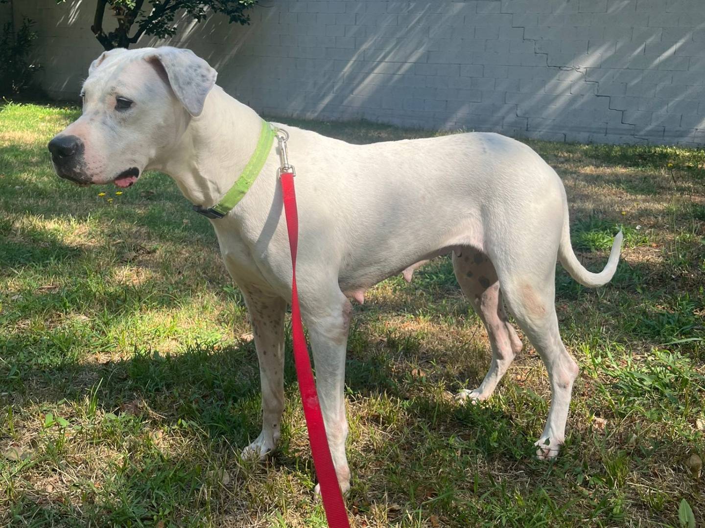 Adotta il cane LOLA a Milano