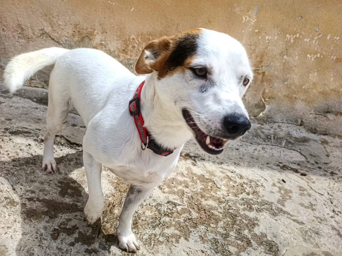 Adozione cane, maschio, Jack Russell Terrier Jack Russell Terrier, 2 anni e 5 mesi, taglia piccola, Cagliari