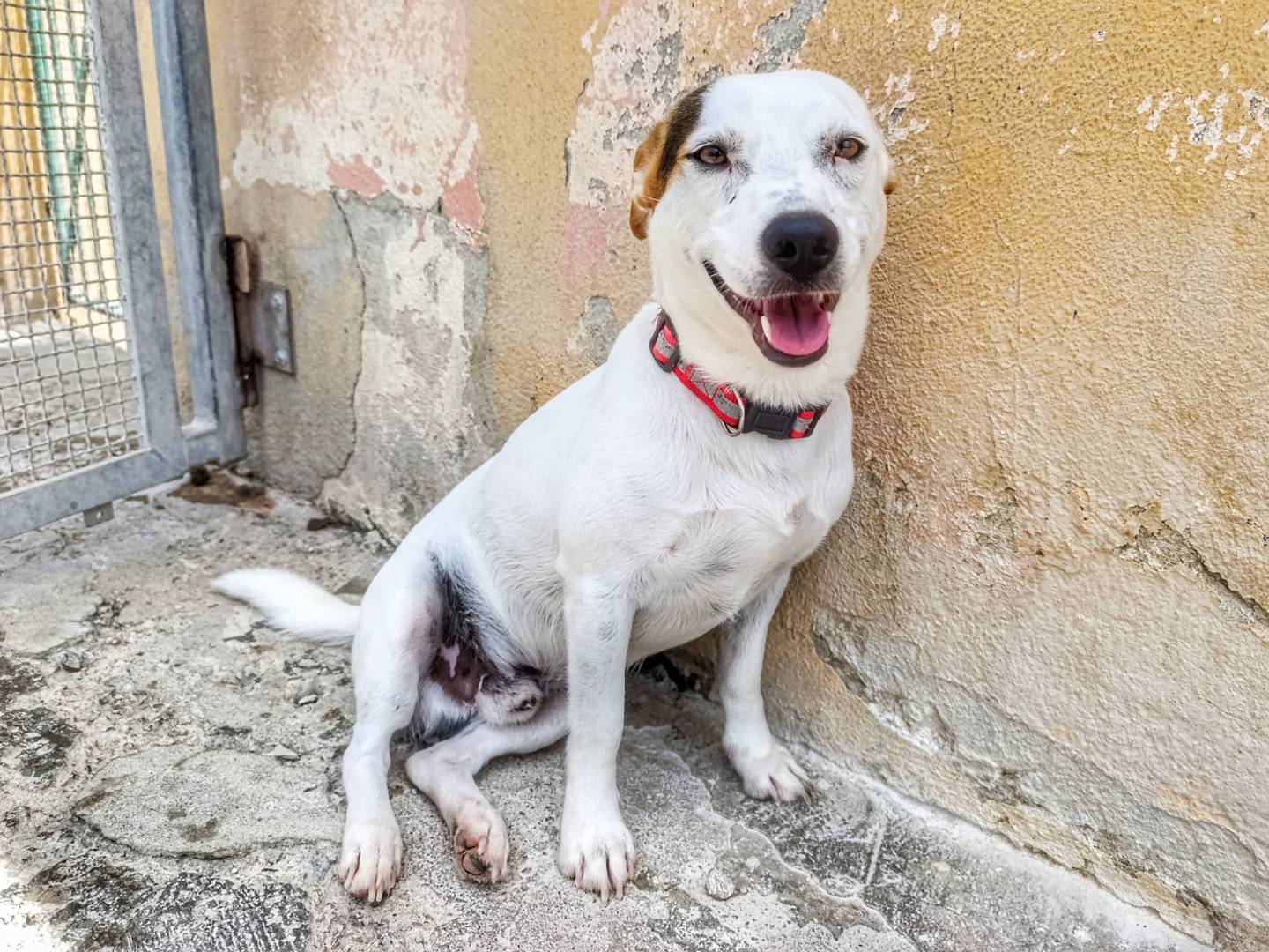 Adotta un cane, maschio, 2 anni e 5 mesi, Cagliari