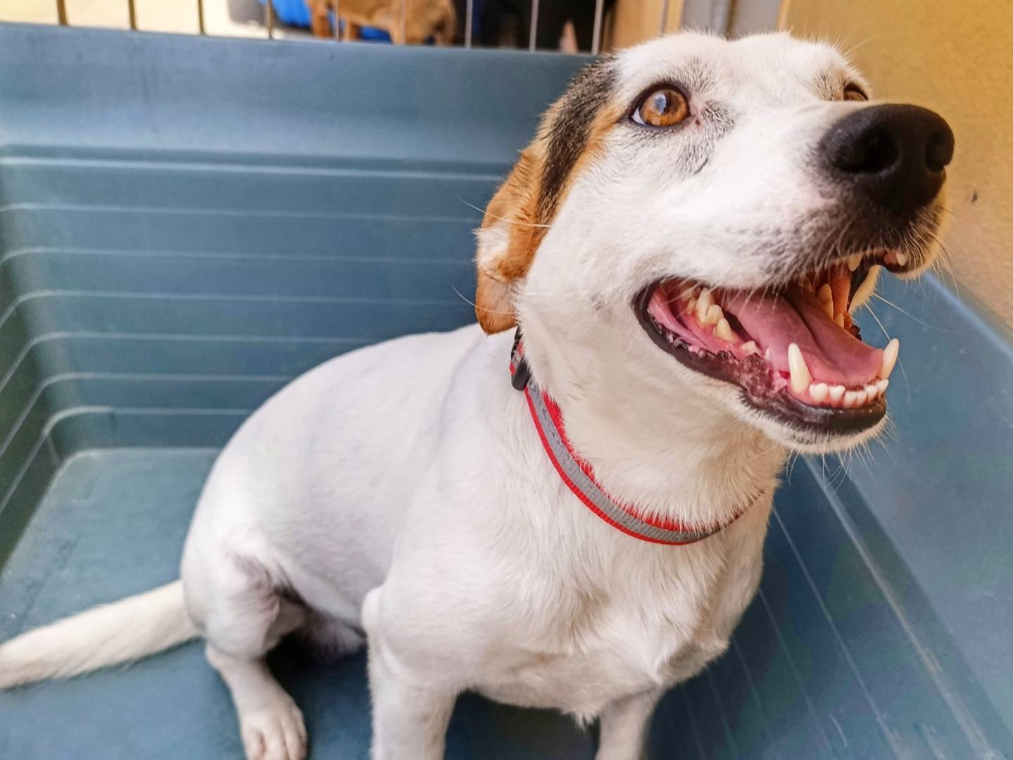 Adotta un cane, taglia piccola, maschio, Cagliari