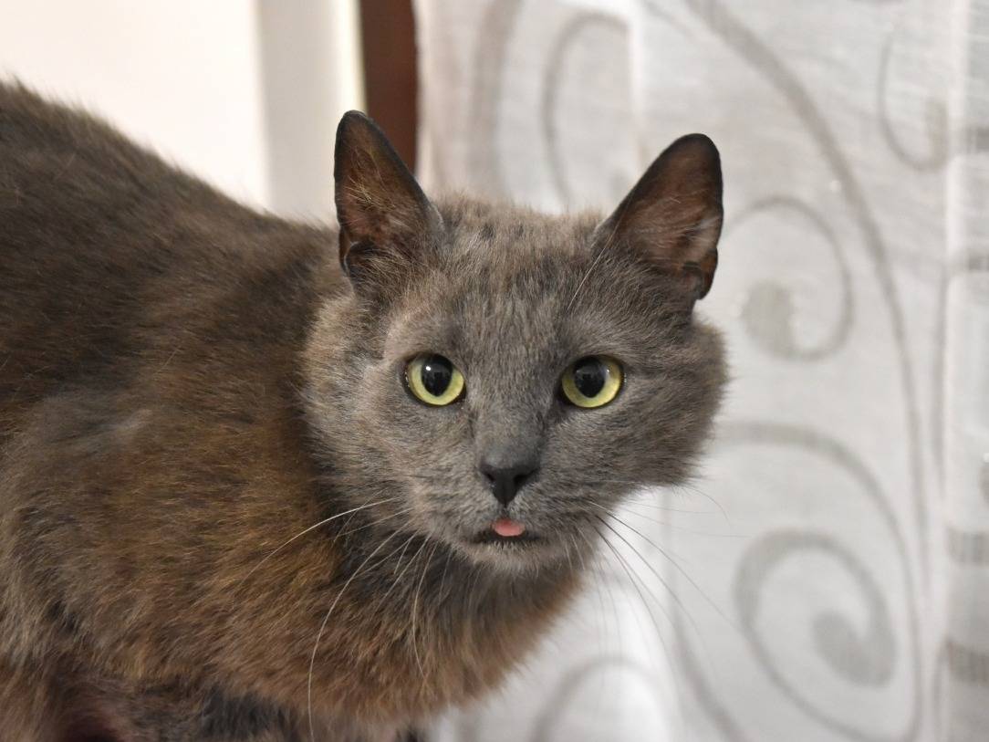 Adotta un gatto, femmina, 2 anni e 6 mesi, Roma