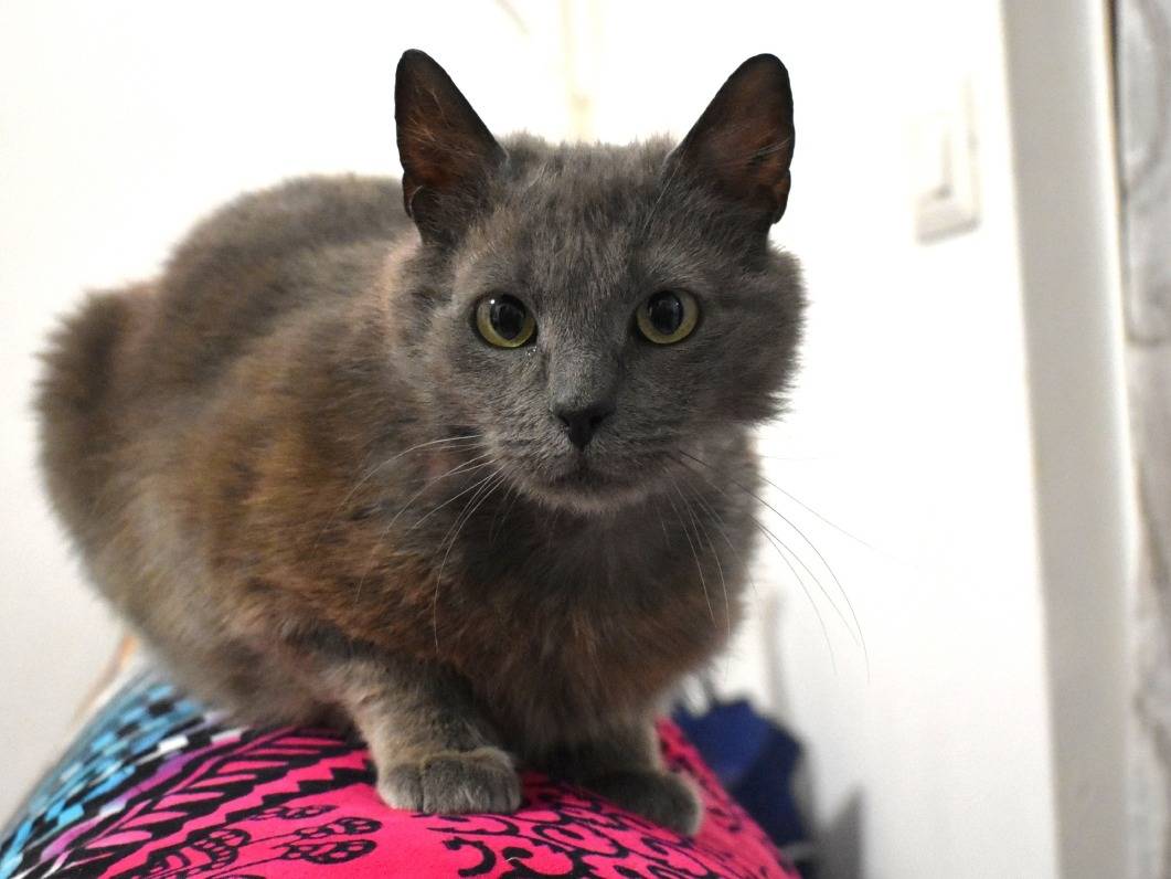 Adotta un gatto, taglia non valida, femmina, Roma