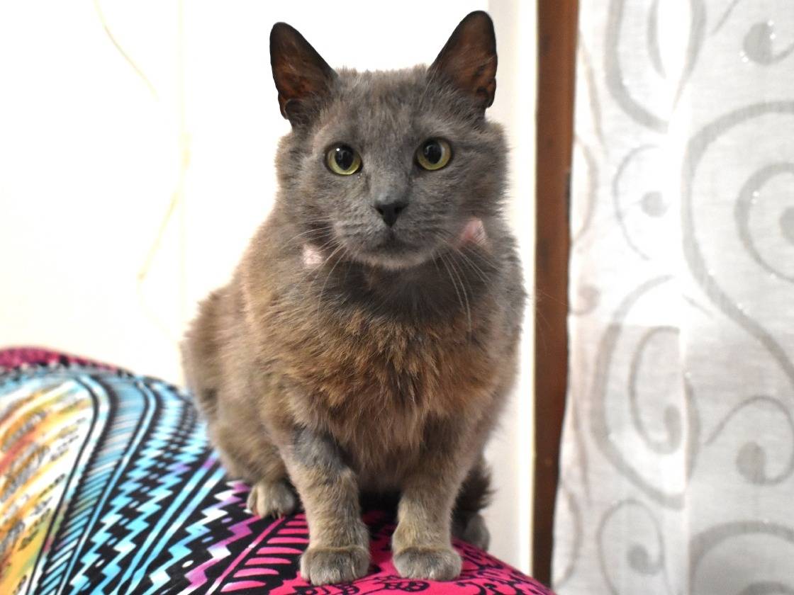 Vuoi adottare un gatto a Roma?