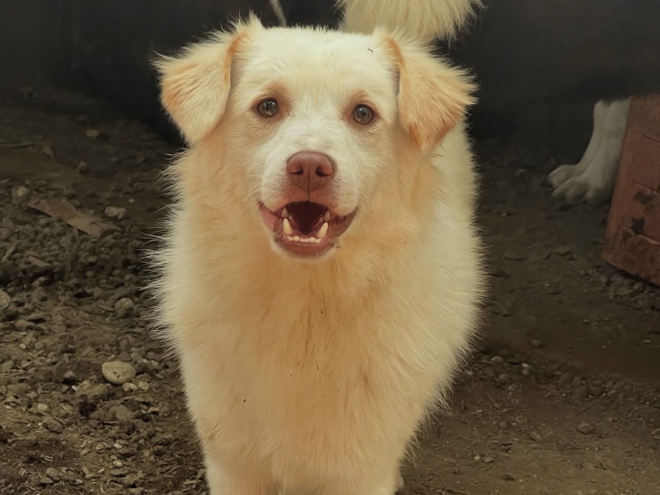 Adozione cane, maschio, Volpino di Pomerania Razza sconosciuta, 1 anno e 1 mese, taglia piccola, Roma