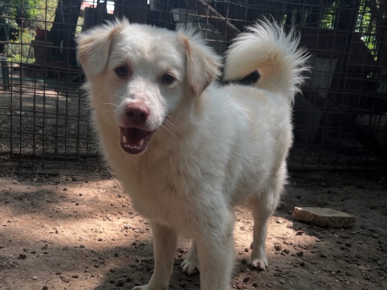 Adotta un cane, maschio, 1 anno e 1 mese, Roma