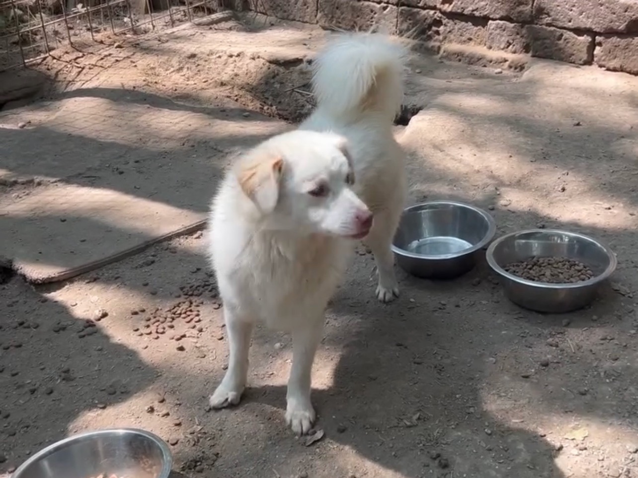 Adotta un cane, taglia piccola, maschio, Roma