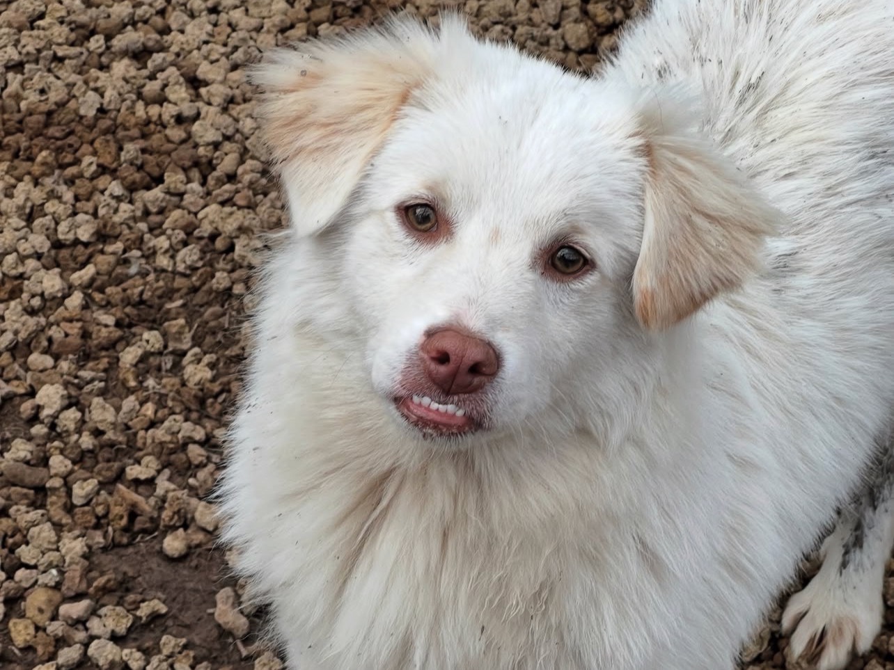 Vuoi adottare un cane a Roma?
