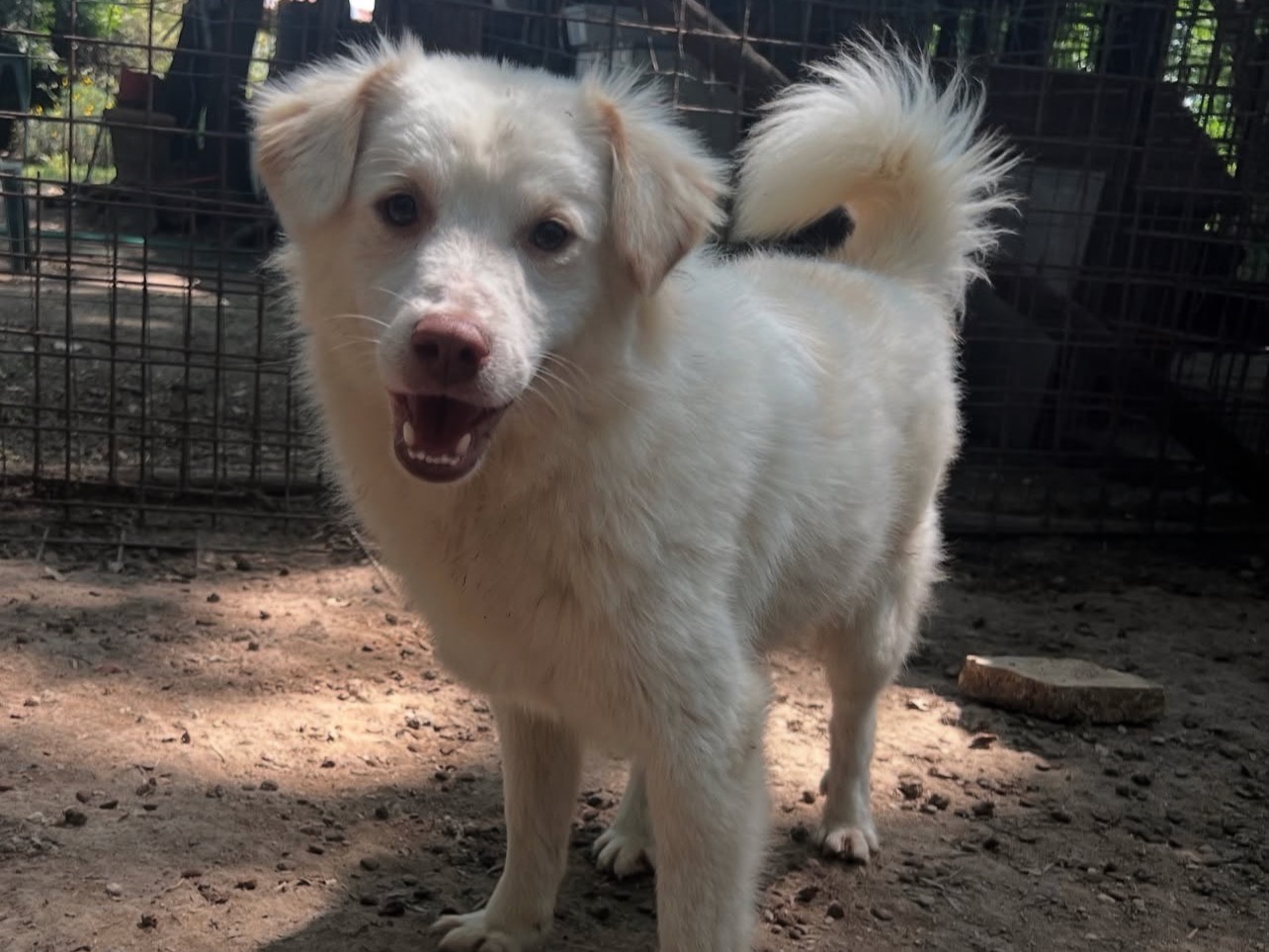 Adotta il cane Sharky a Roma