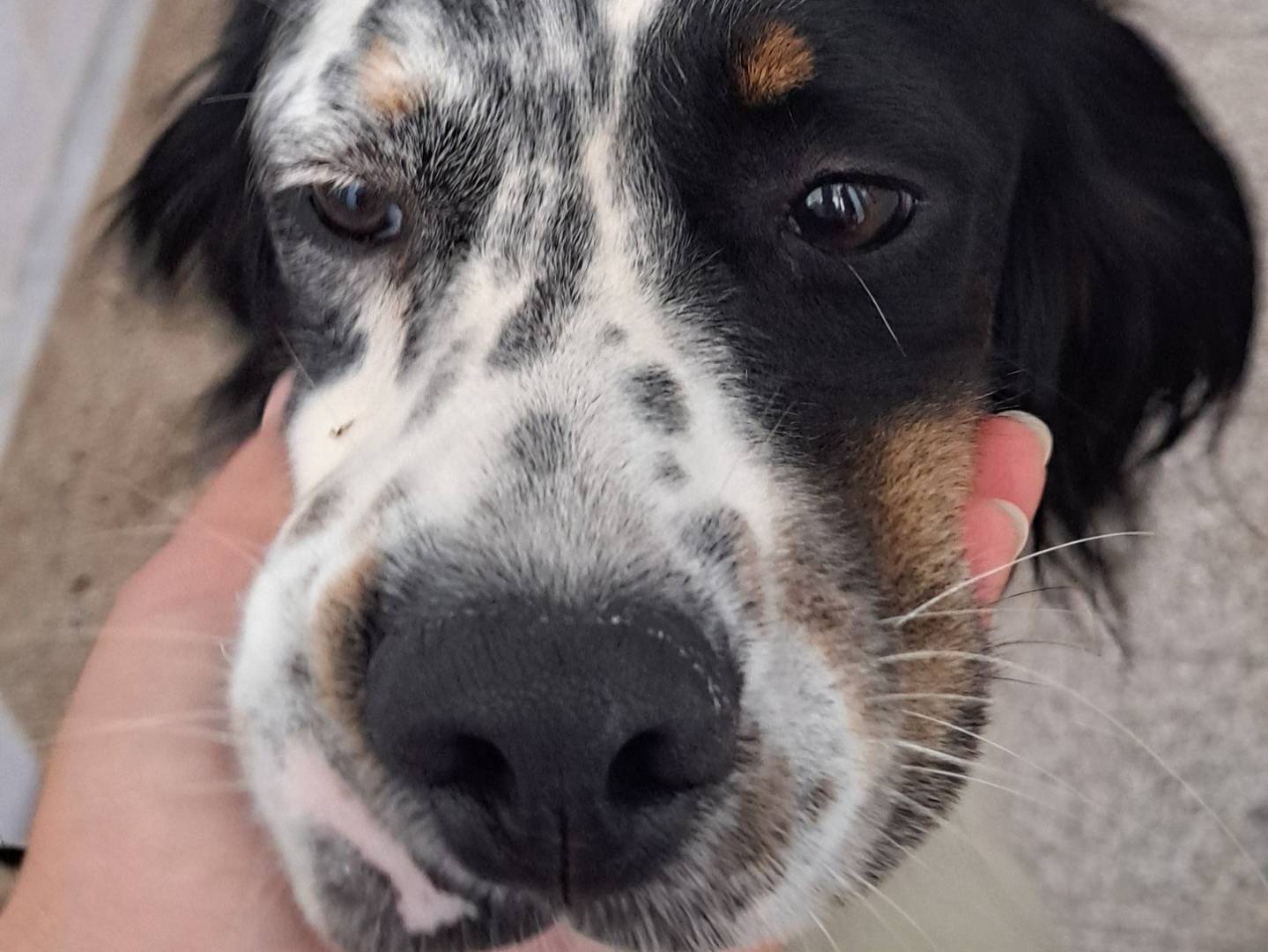 Adozione cane, maschio, Setter Inglese Razza sconosciuta, 7 mesi, taglia media contenuta, Caserta
