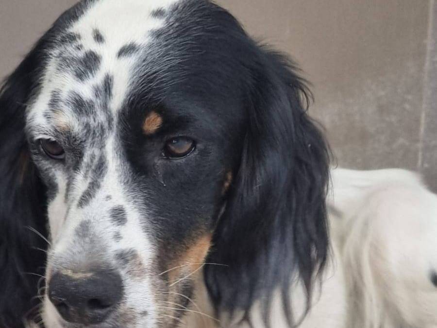 Adotta un cane, maschio, 7 mesi, Caserta