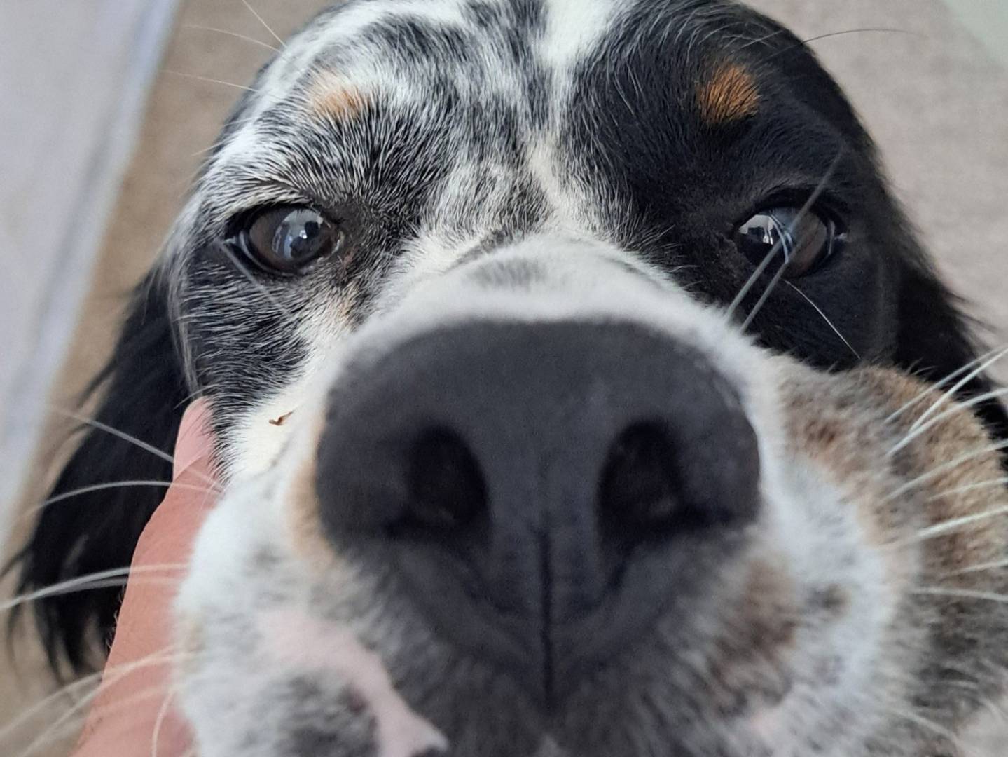 Adotta un cane, taglia media contenuta, maschio, Caserta