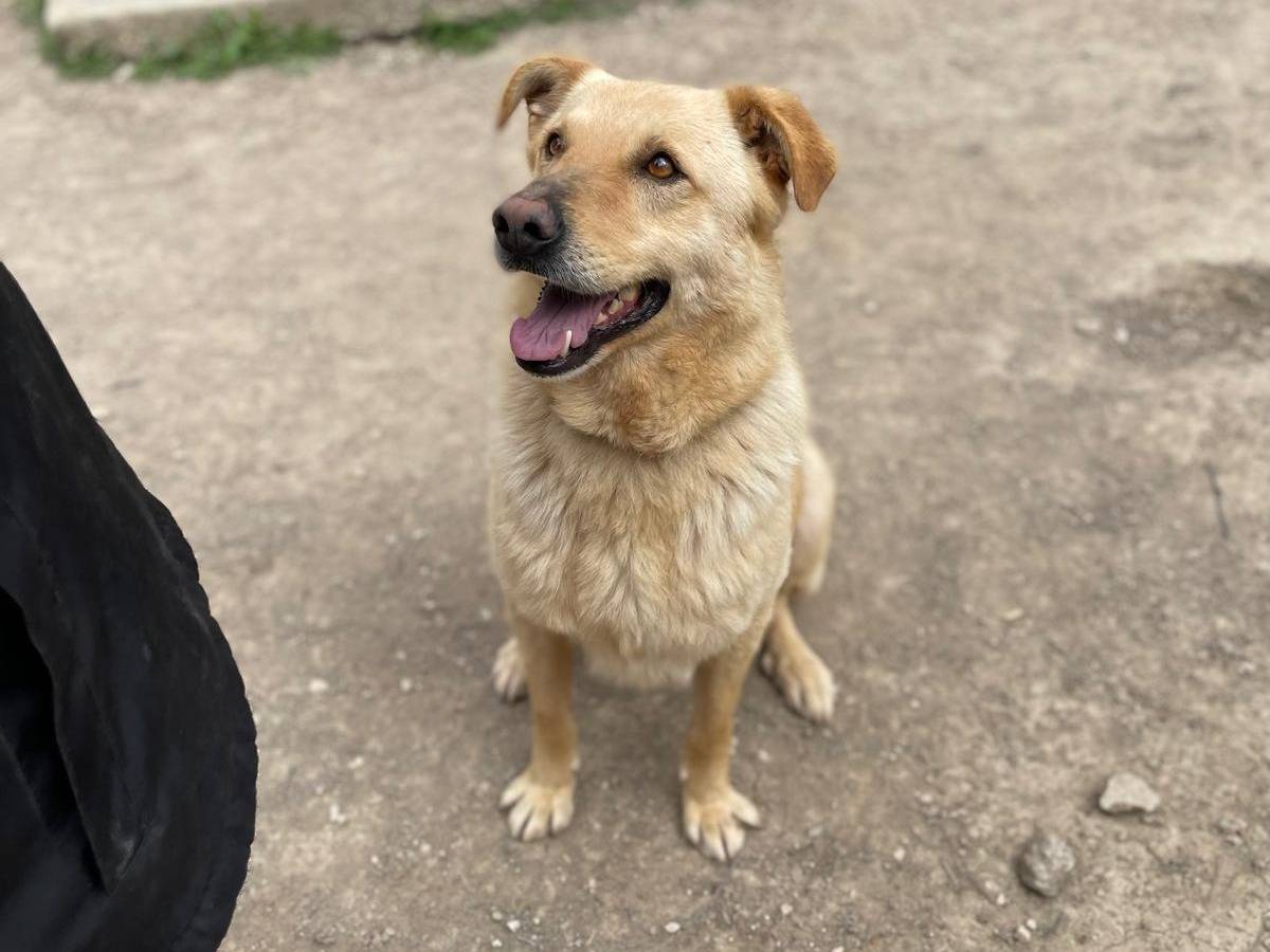 Adozione cane, maschio, Razza sconosciuta Razza sconosciuta, 4 anni e 10 mesi, taglia media, Venezia