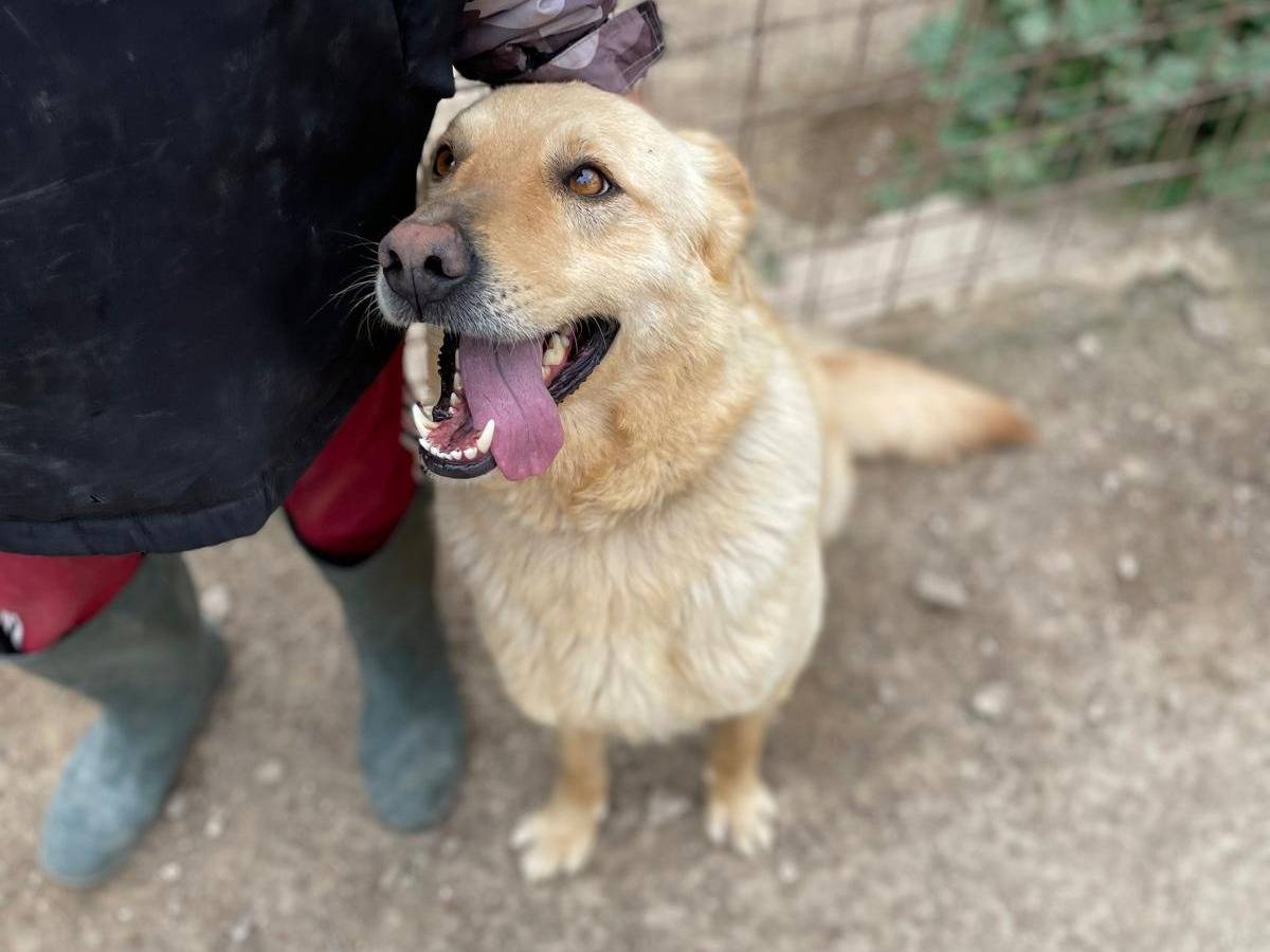 Adotta un cane, taglia media, maschio, Venezia