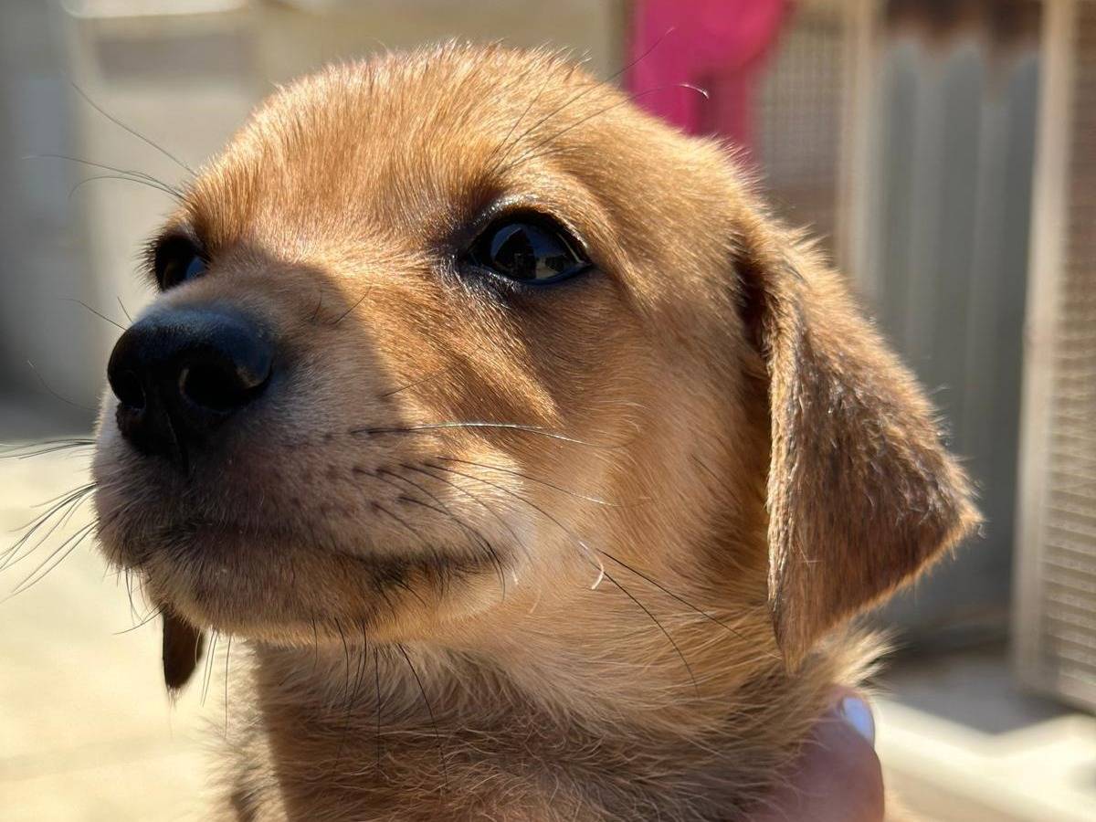 Adozione cane, femmina, Razza sconosciuta Razza sconosciuta, 2 mesi, taglia media contenuta, Trapani