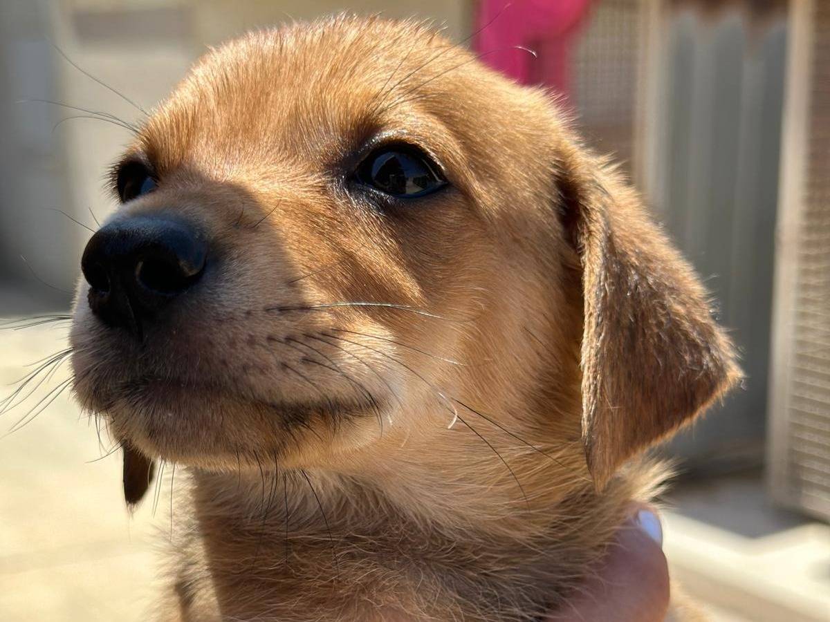 Adotta un cane, femmina, 2 mesi, Trapani