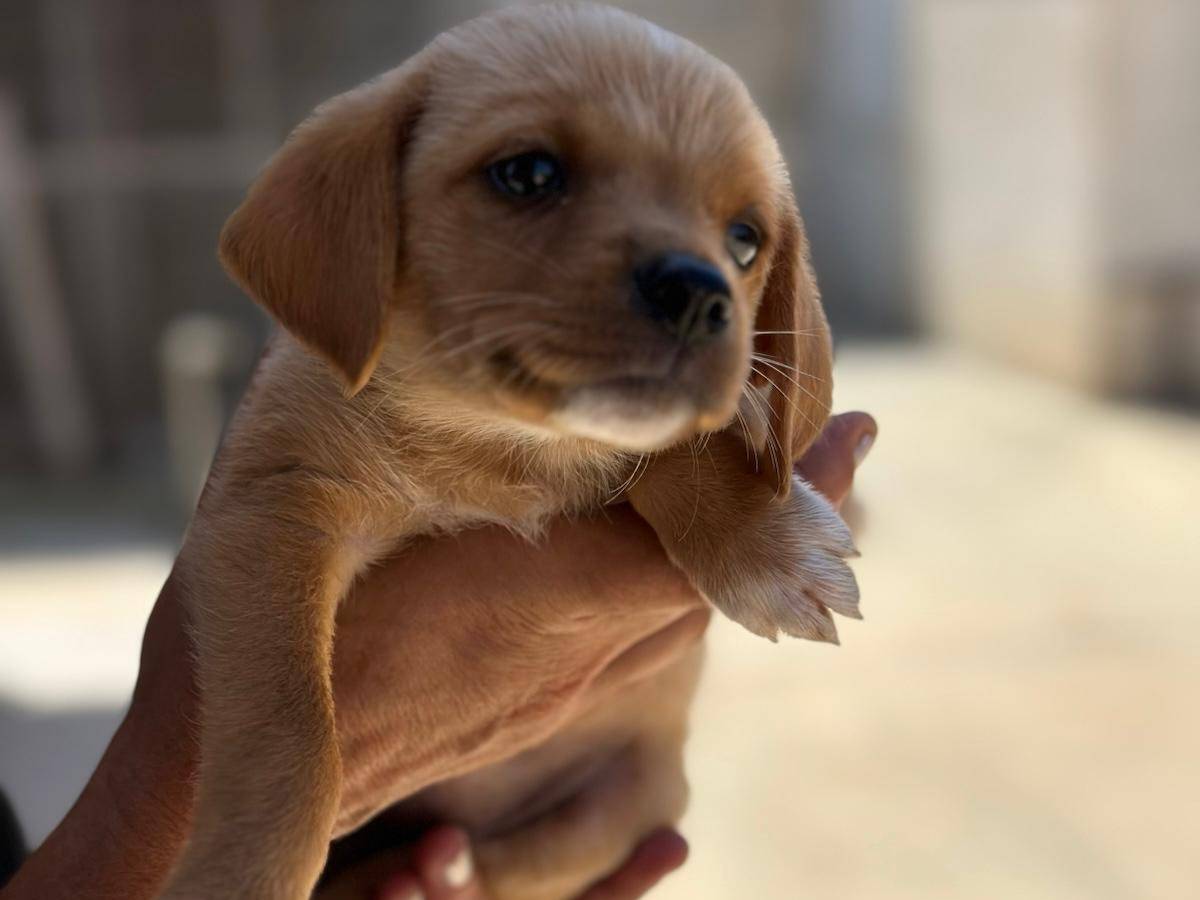 Vuoi adottare un cane a Trapani?