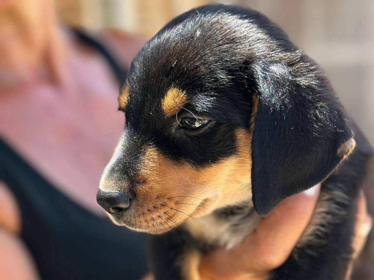 Vuoi adottare un cane a Trapani?